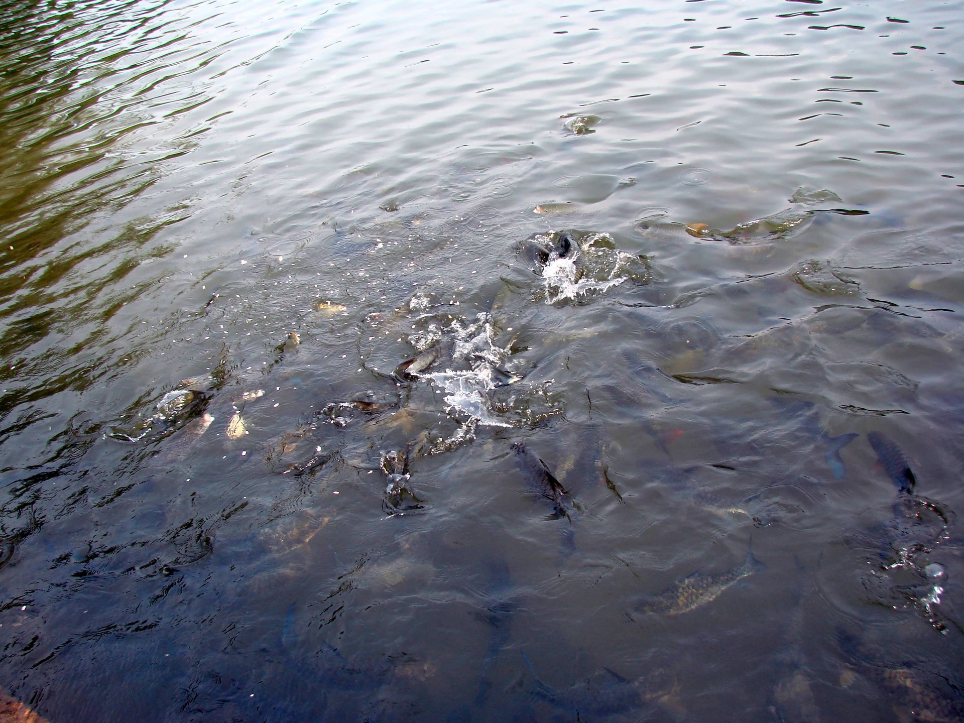 Meenoot Ritual of Feeding Fish cover
